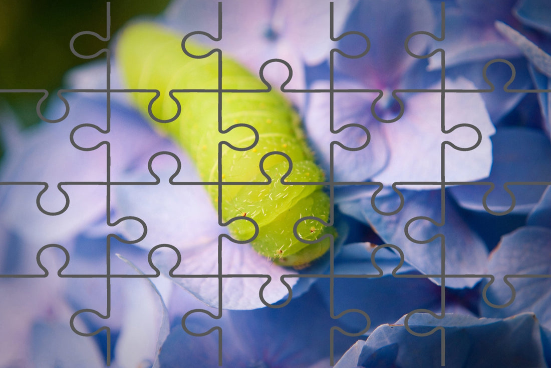 Larva on Hydrangea Nature Photograph Digital Jigsaw Puzzle