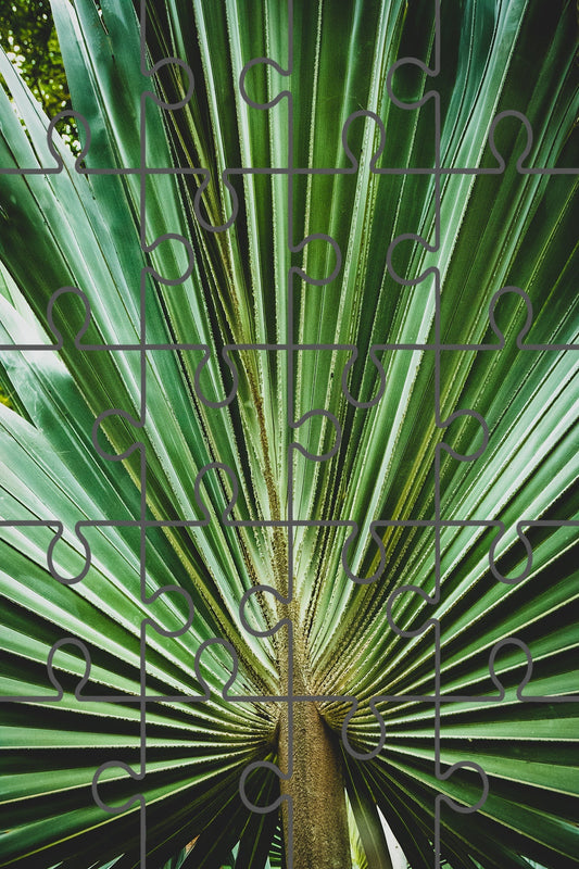 Aged and Colorized Wide Palm Leaves 2 Nature Botanical Photo Digital Puzzle
