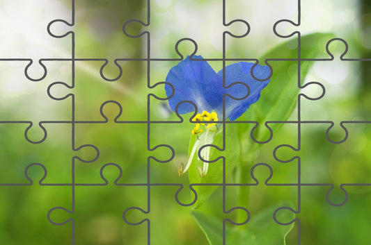 Asiatic Dayflower Floral Photograph Digital Jigsaw Puzzle