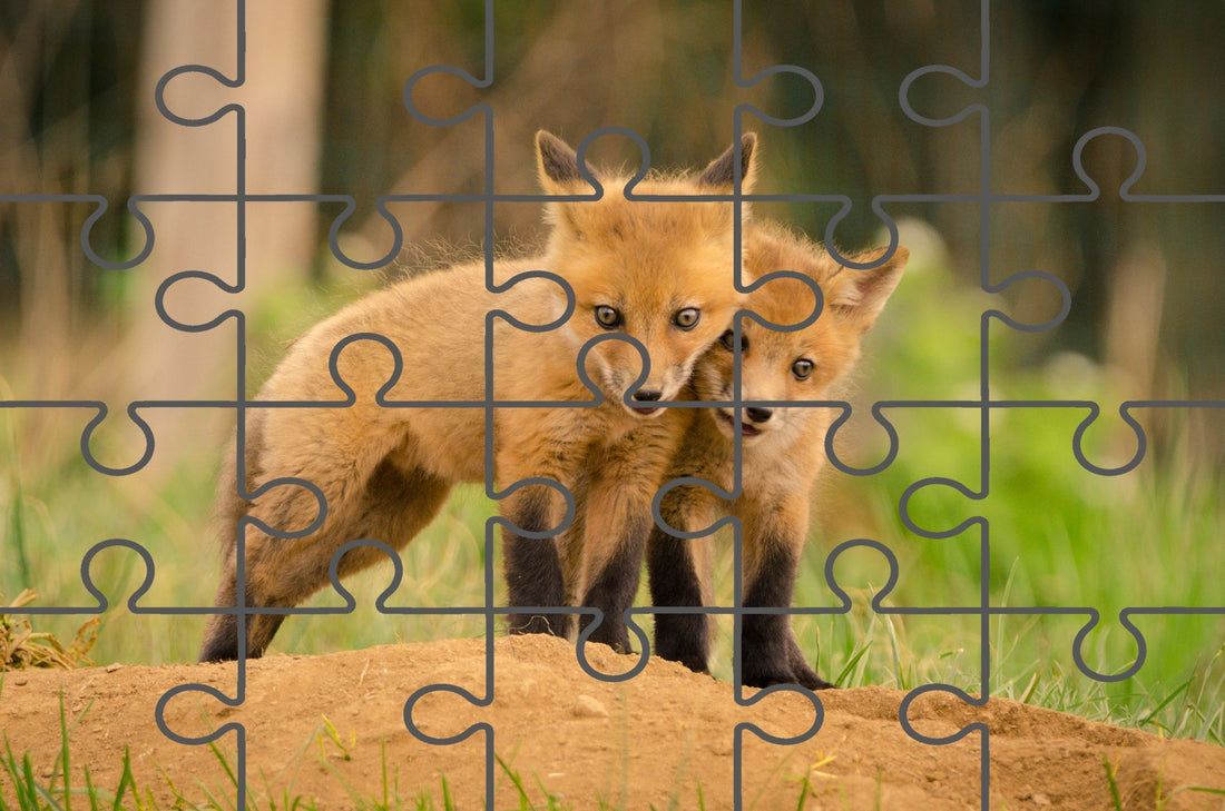 Baby Red Foxes Close to You Wildlife Photograph Digital Jigsaw Puzzle