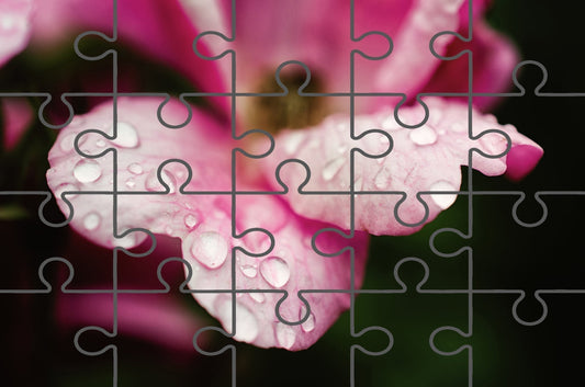 Raindrops on Wild Rose Floral Nature Photograph Free Digital Puzzle