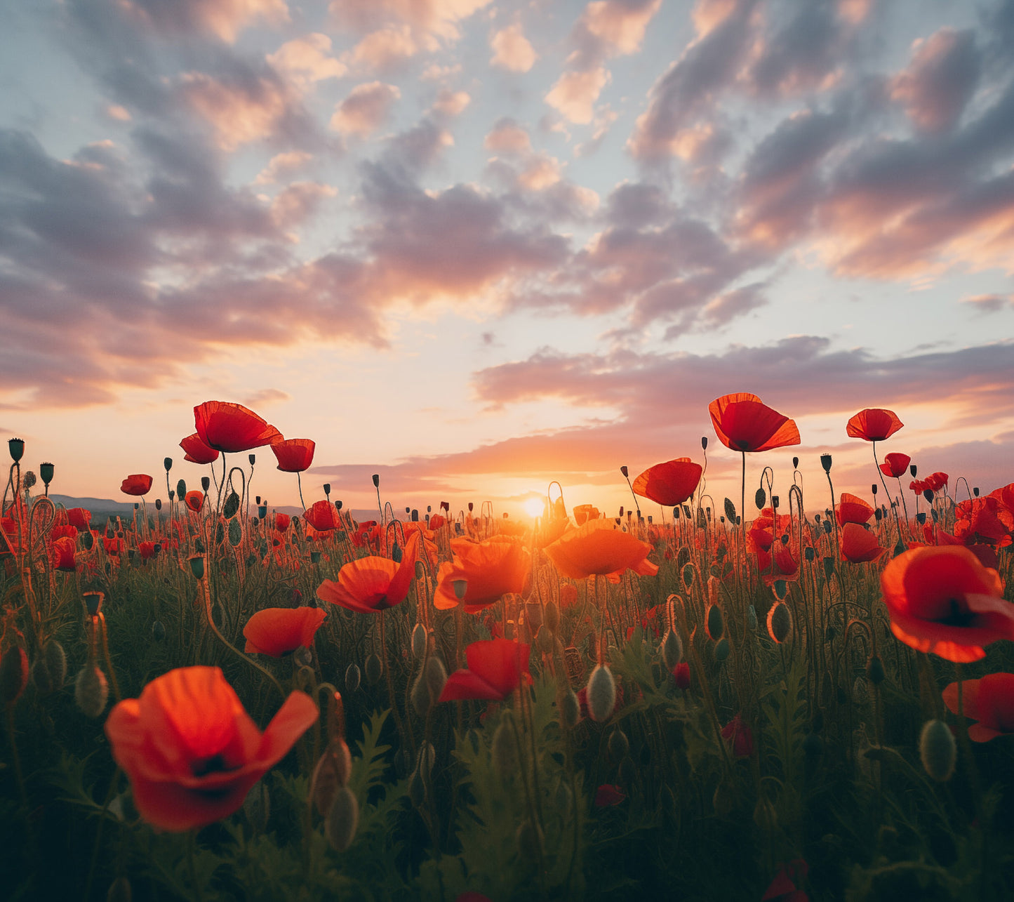 Artwork of Poppies: A Field of Memories Poppy Sunset Photorealism - Digital Artwork Loose Art Print