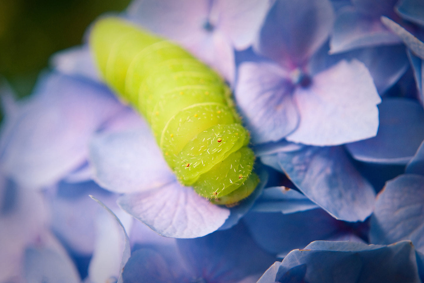 Actias Luna Larvae on Hydrangea Floral Nature Photo Loose Unframed Wall Art Prints