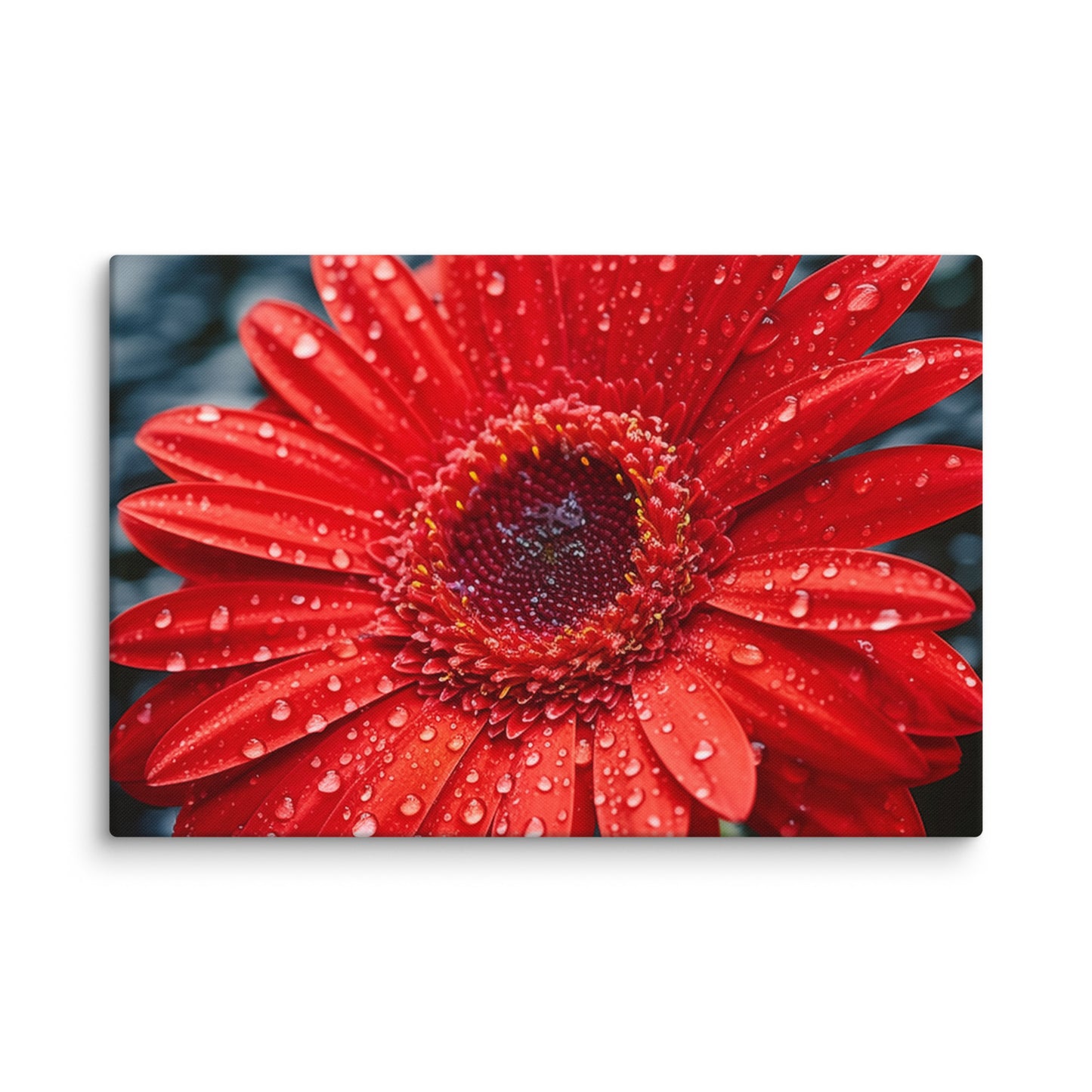 After the Rain Gerbera Daisy Photorealistic Floral Digital Artwork Extra Large Canvas Wall Art