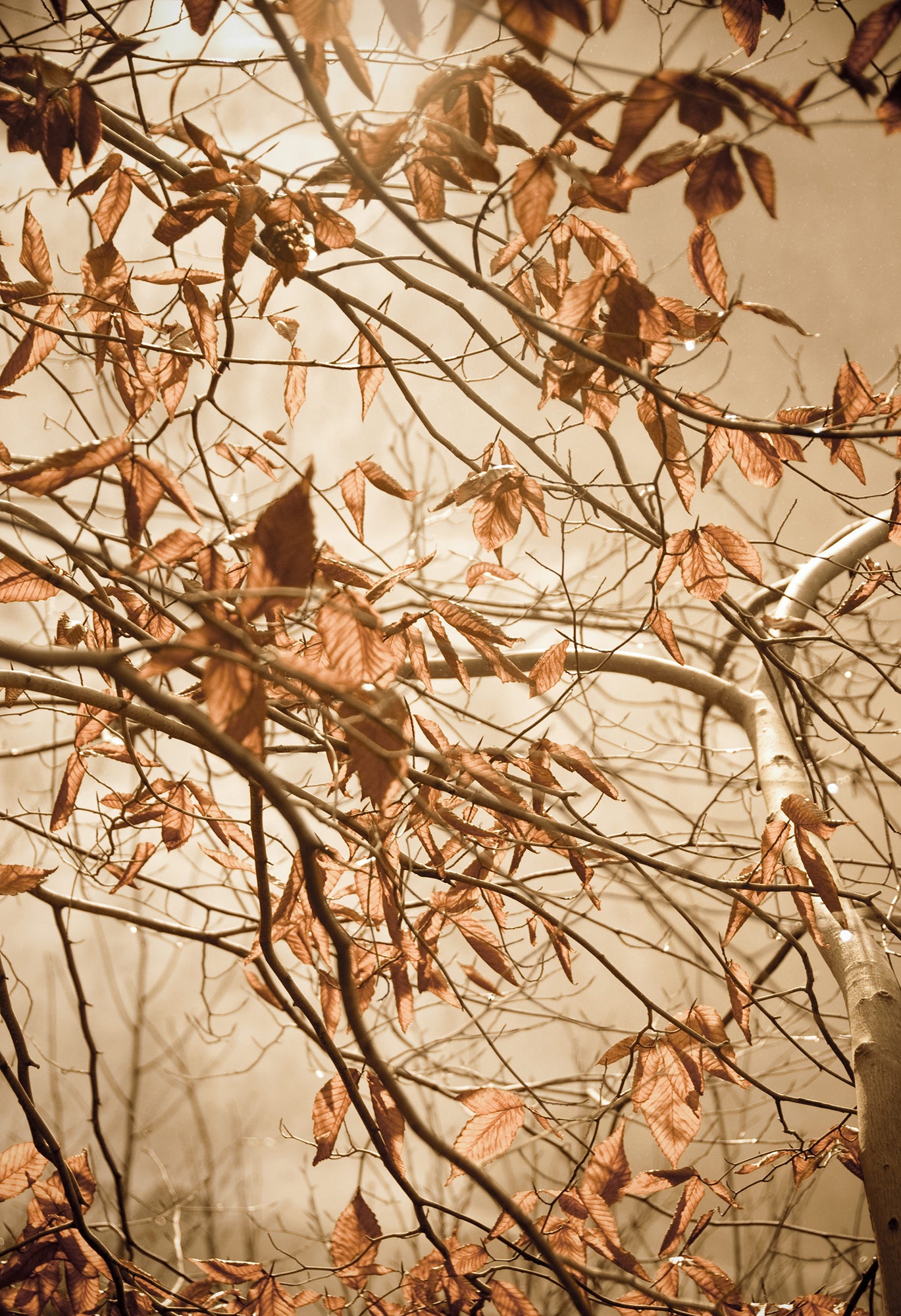 Aesthetic Wall Prints: Aged Winter Leaves Botanical / Nature Photo Framed Wall Art Print - Artwork - Farmhouse Style Wall Decor