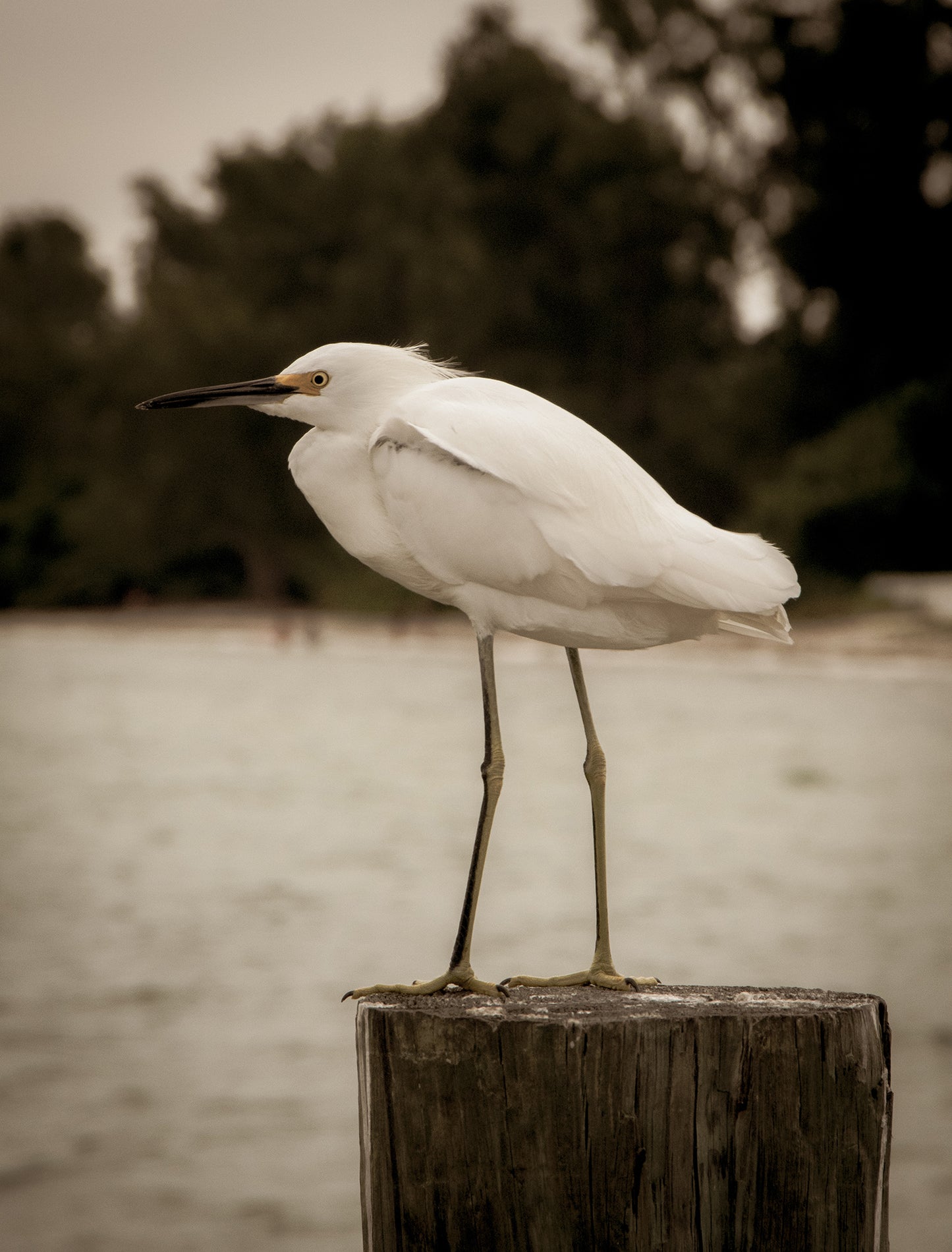 Wall Decor For Dining Room Ideas: Sepia Coastal - Bird - Snowy Egret on Pillar / Animal / Wildlife Nature Canvas Photographic Wall Art Print - Artwork