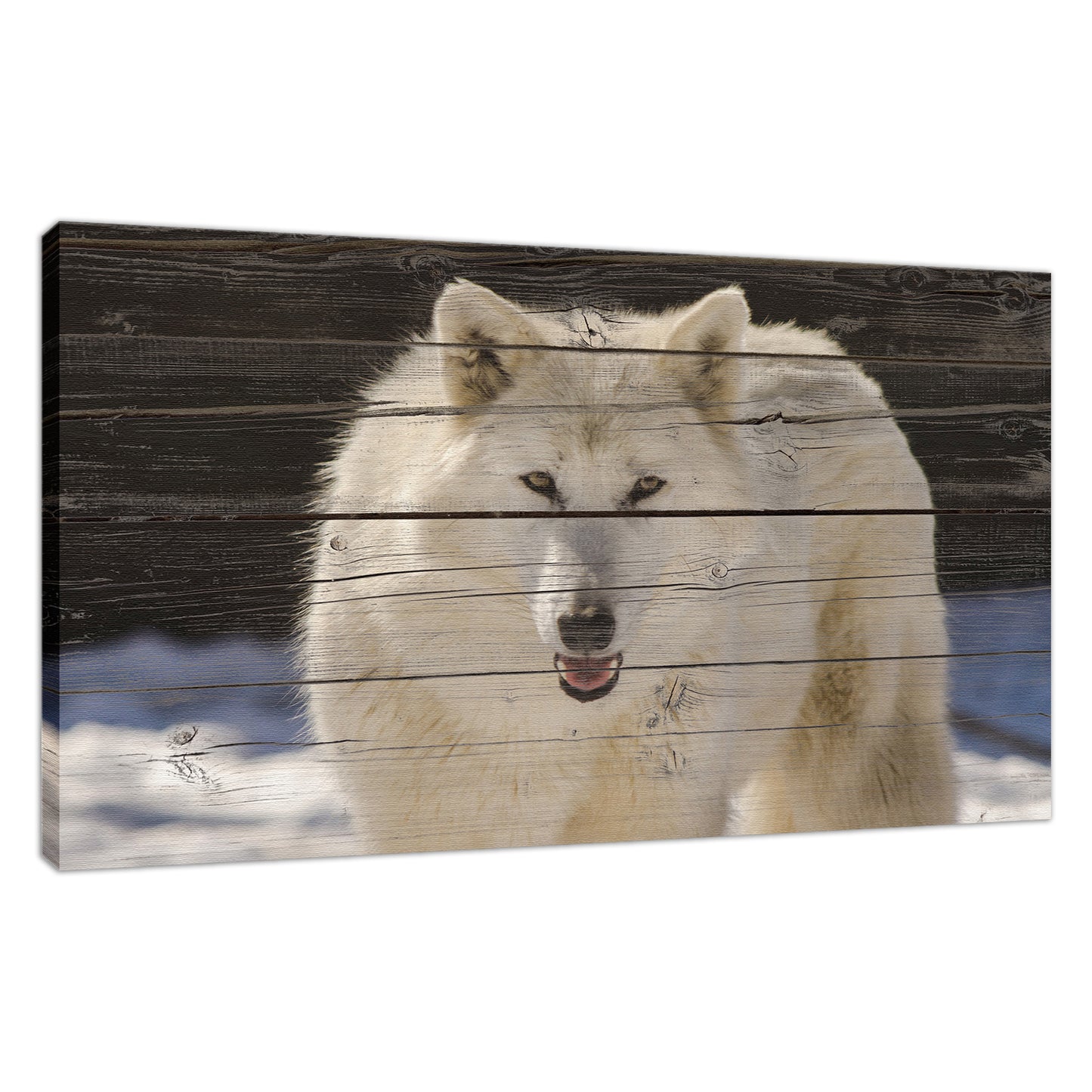 Aries the White Wolf Wildlife Photo Canvas Fine Art Photography Print