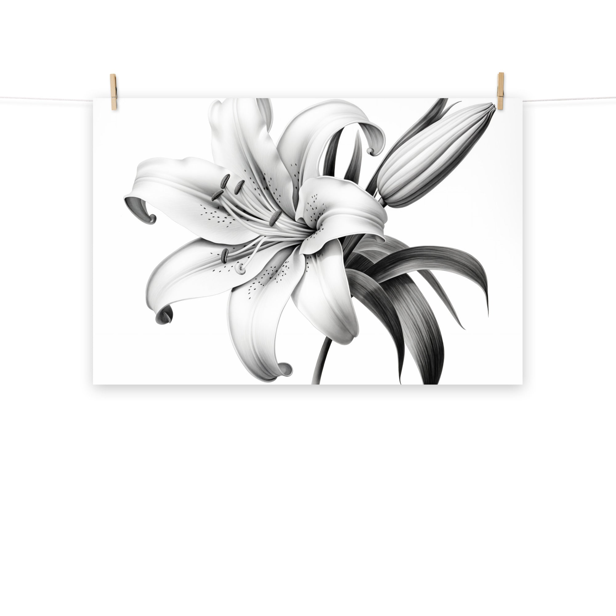 white lilies drawing A Moment of Bloom White Lily Art Print
