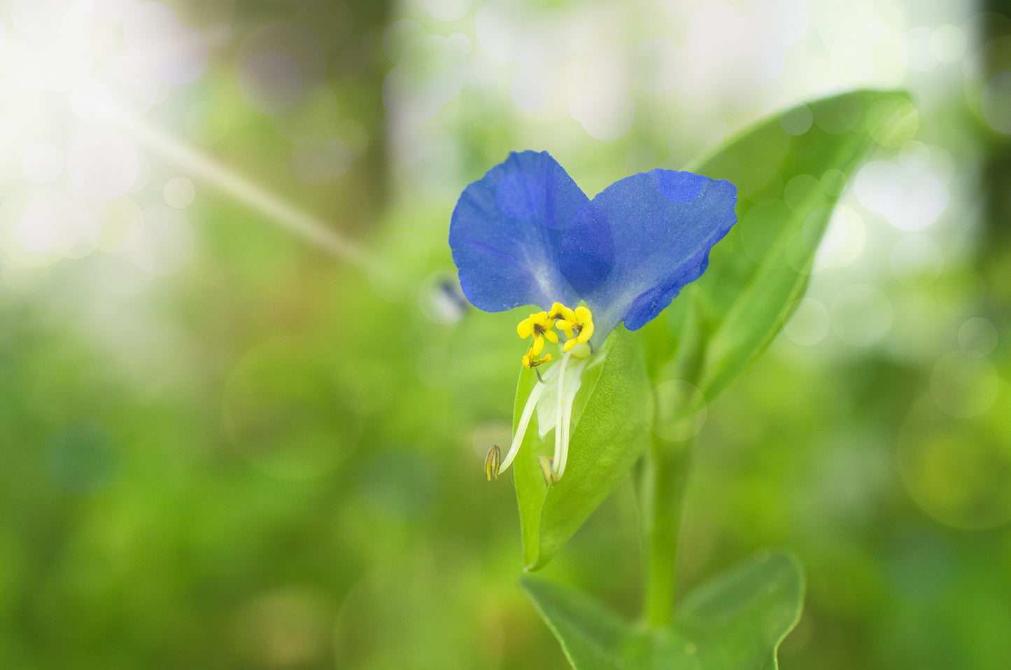 Wall Art Store: Asiatic Dayflower - Floral / Botanical / Nature Photo Framed Wall Art Print - Artwork - Modern Wall Decor