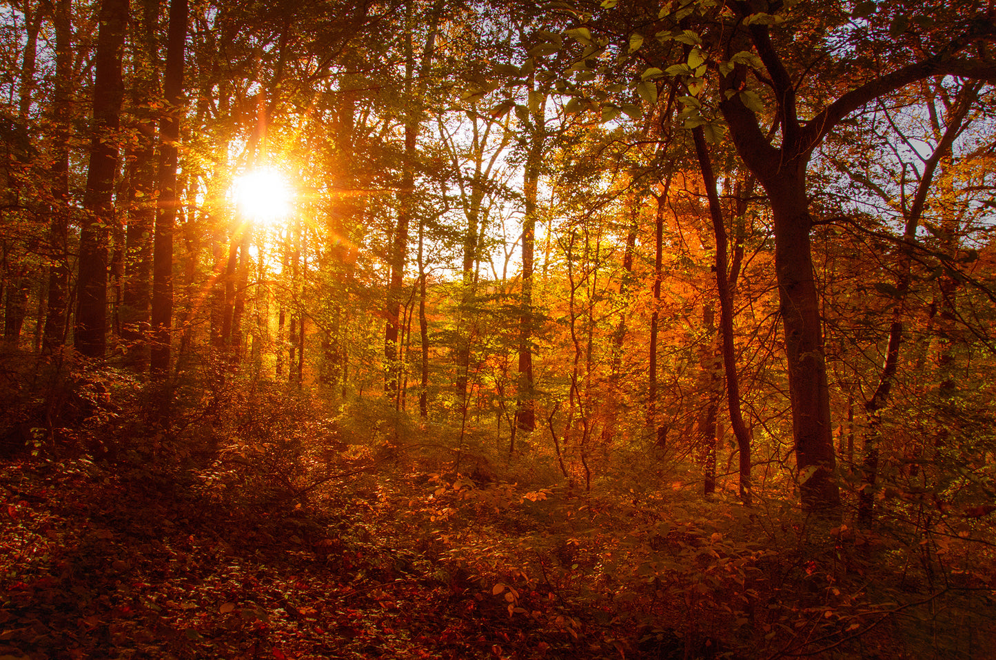 Autumn Sunset in the Trees Rural Landscape Framed Photo Paper Wall Art Prints