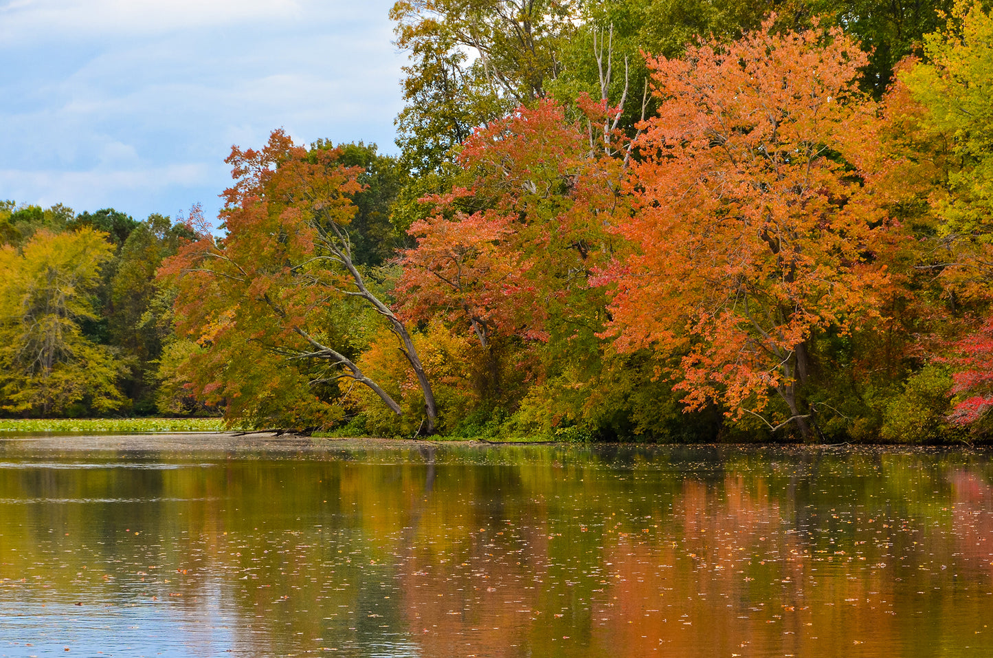 Art Above King Bed: Colorful Trees in Fall Color Edge of Pond - Rural / Country Style Landscape / Nature Loose / Unframed / Frameless / Frameable Photograph Wall Art Print - Artwork