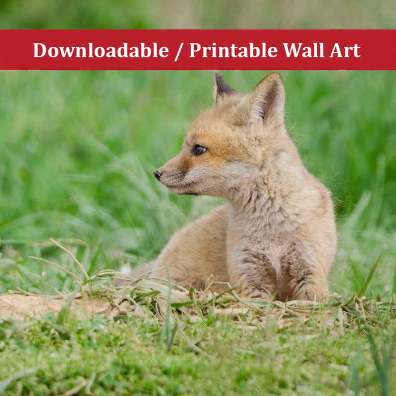 Baby Red Fox Chillin Wildlife Photo DIY Wall Decor Instant Download Print - Printable