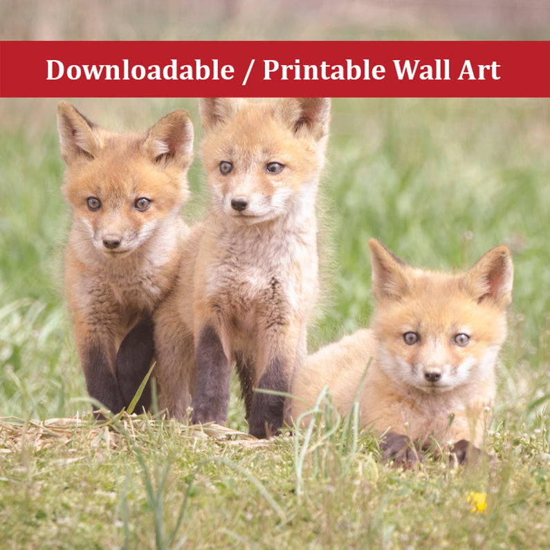 Baby Red Fox Kits Siblings Wildlife Photo DIY Wall Decor Instant Download Print - Printable
