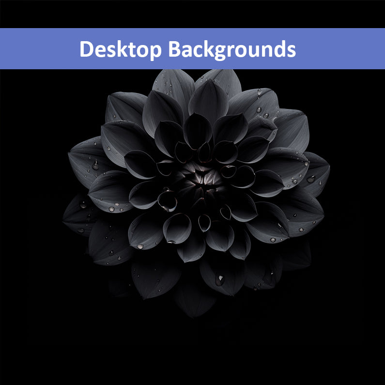 Black Beauty Black Flowers Photorealistic Digital Floral Artwork Wallpaper for Computer