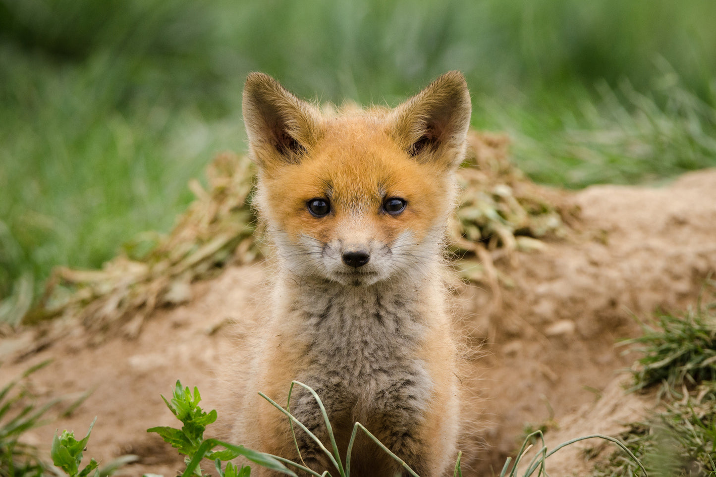 Wall Prints Bathroom: Baby Young Red Fox Kit/ Animal / Wildlife / Nature Photographic Artwork - Framed Artwork - Wall Decor