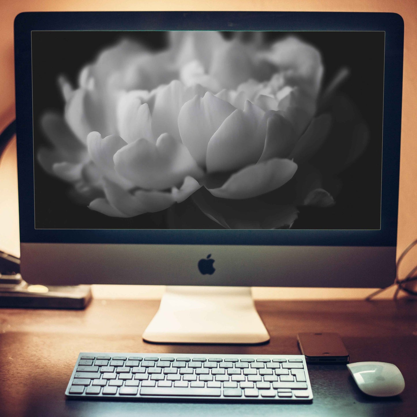 Contrast in Nature Floral Photorealistic Digital Artwork Black and White Still Life Artwork Wallpaper for Computer Monitors, TVs, and Laptop Screens