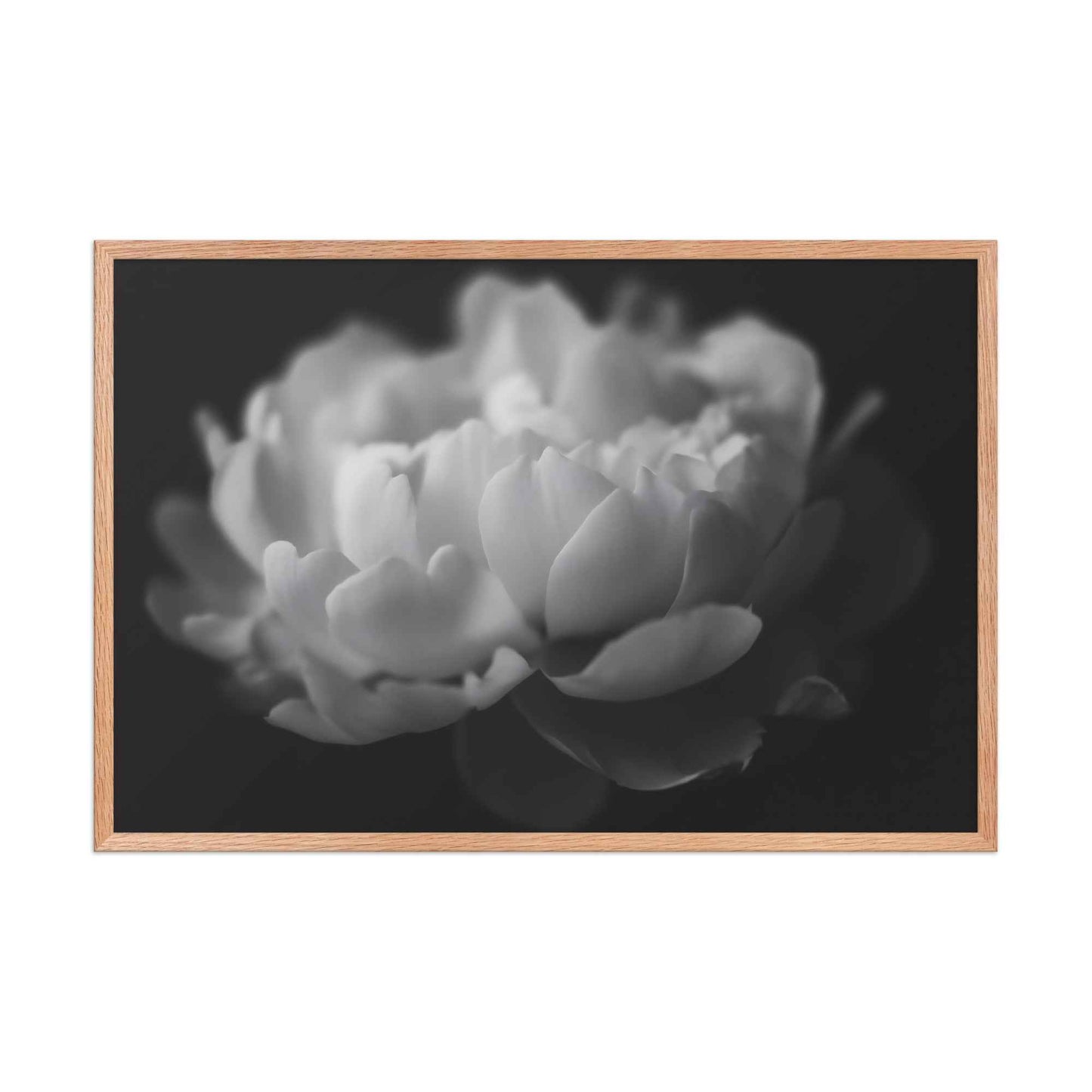 Contrast in Nature Floral Photorealistic Digital Artwork Peonies Wall Art Black and White Framed Art Print