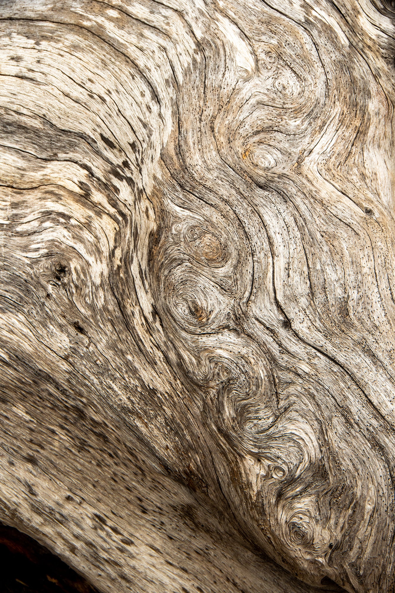 Driftwood Texture Art