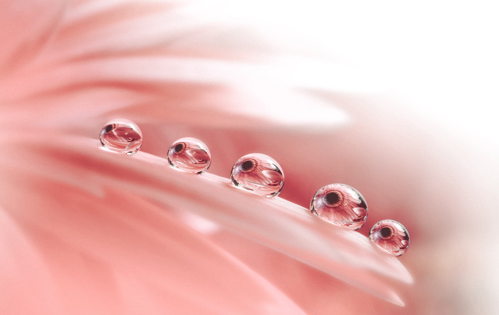 Photography Photos: Dew Drops on Gerbera Daisy Petals Floral Botanical Photograph Shabby Chic - Vintage Framed Wall Art Print