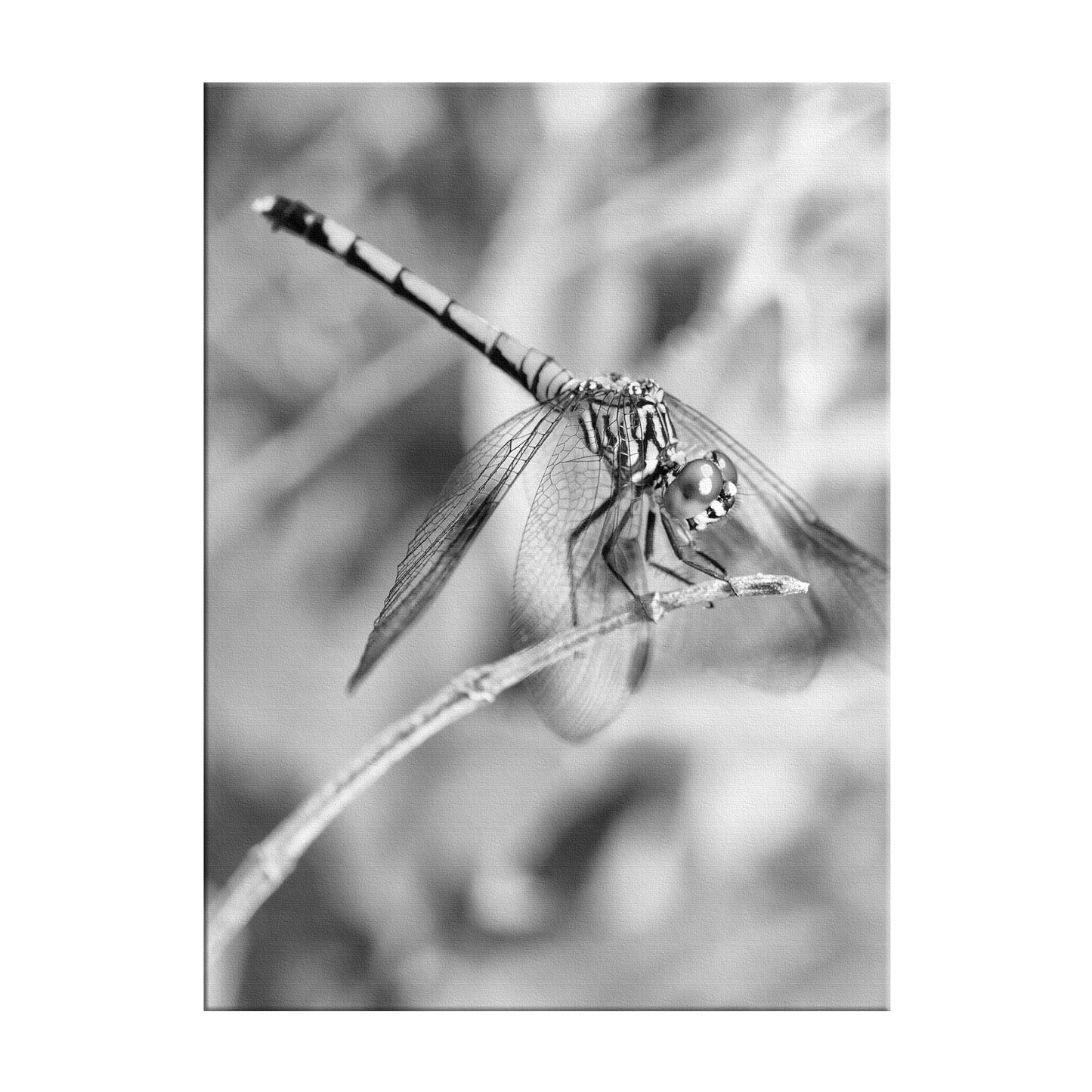 Dragonfly in Black and White Animal / Wildlife Photograph Fine Art Canvas Wall Art Prints