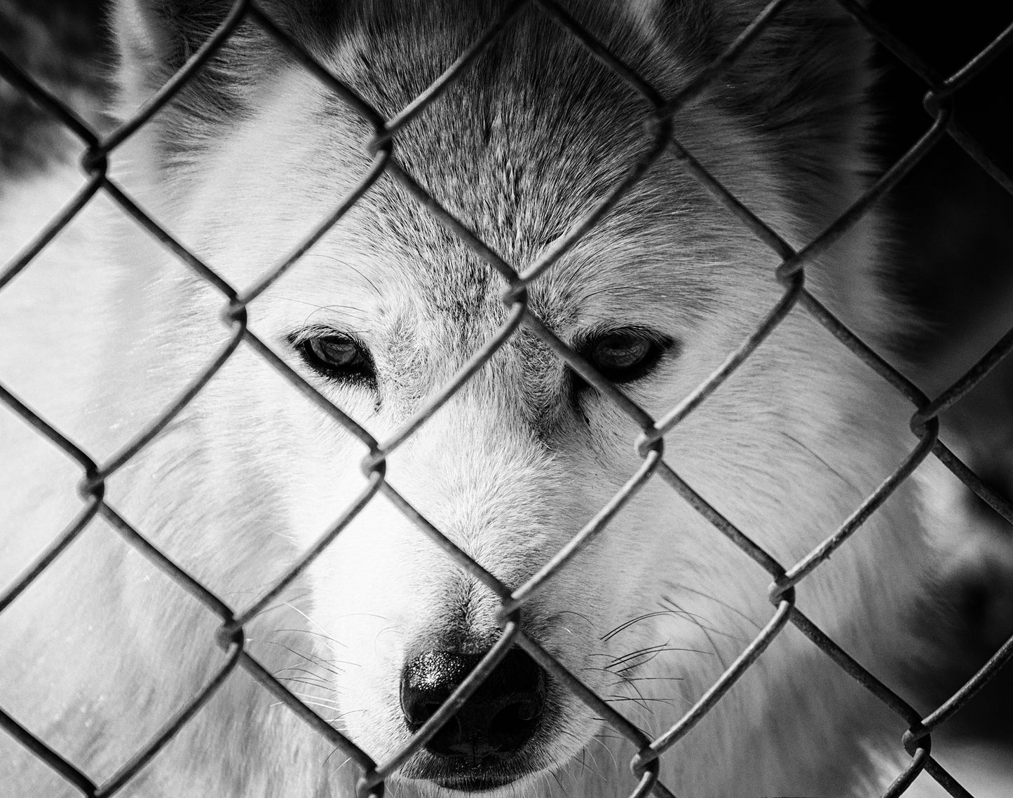 Dreams of Freedom in Black and White Animal / Wildlife Photograph Fine Art Canvas Wall Art Prints