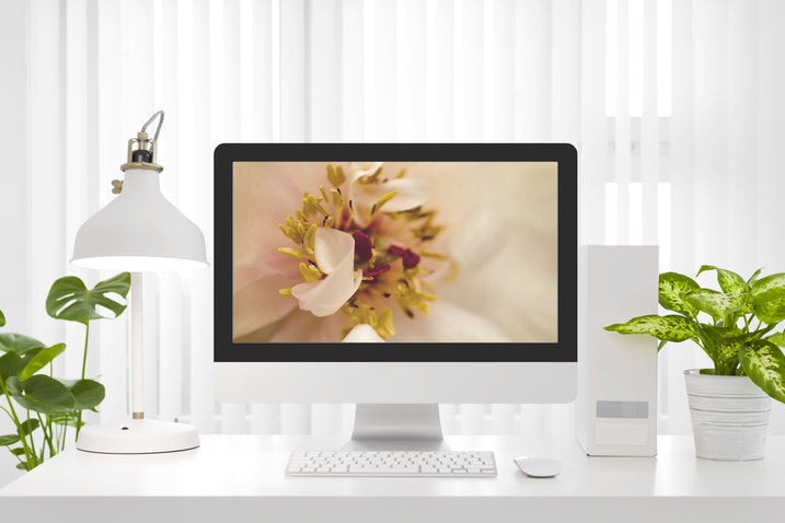 Eye of Peony Moody Midnight Nature Photography Wallpaper for Computer monitors Smart TVs and Laptop Screens 2