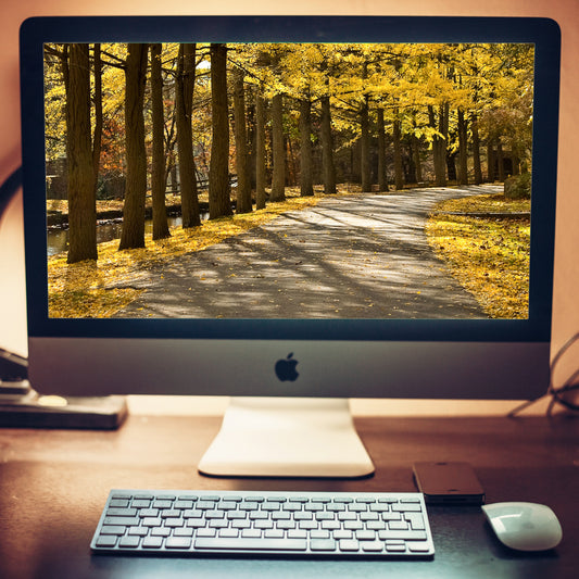 Fall Path Rustic Nature Landscape Photo Wallpaper for Computer 2