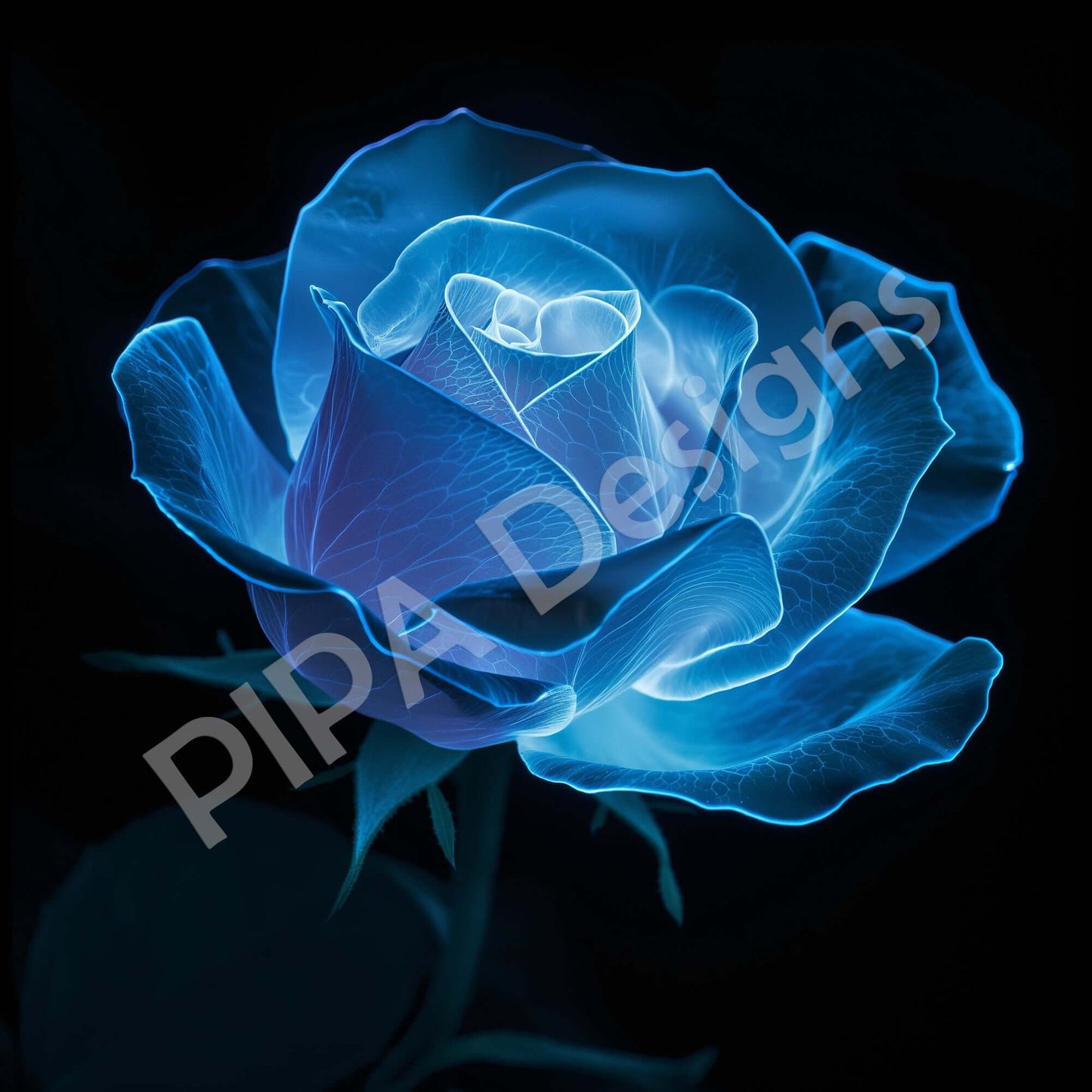 Floral Sophistication Bioluminescent Rose on Black Background Downloadable / Printable Digital Artwork