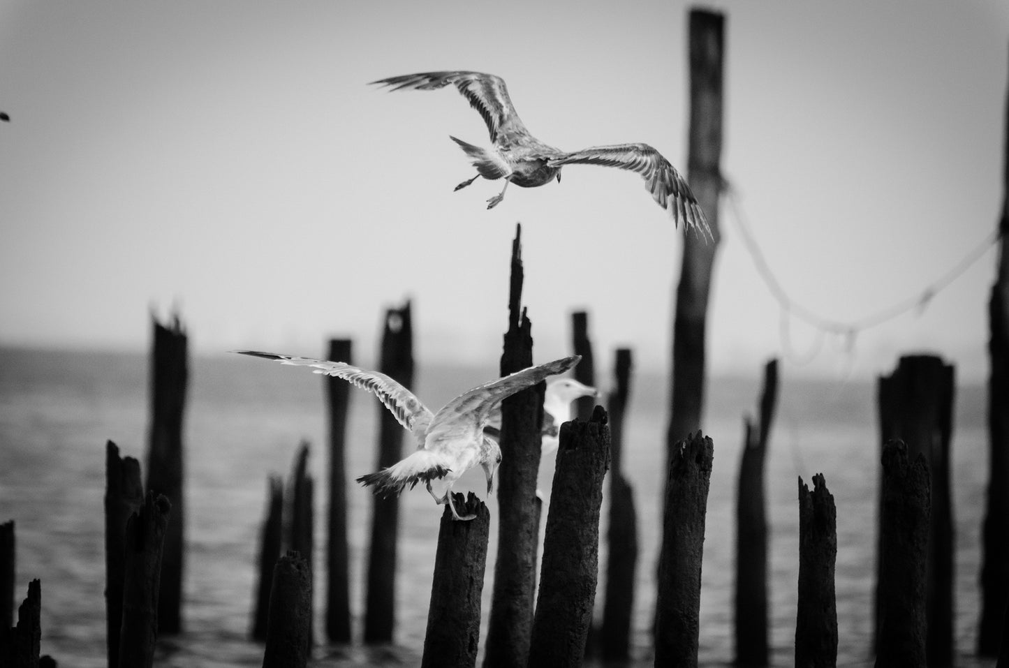 Flying Sea Gull in Black and White Animal / Wildlife Photograph Fine Art Canvas Wall Art Prints