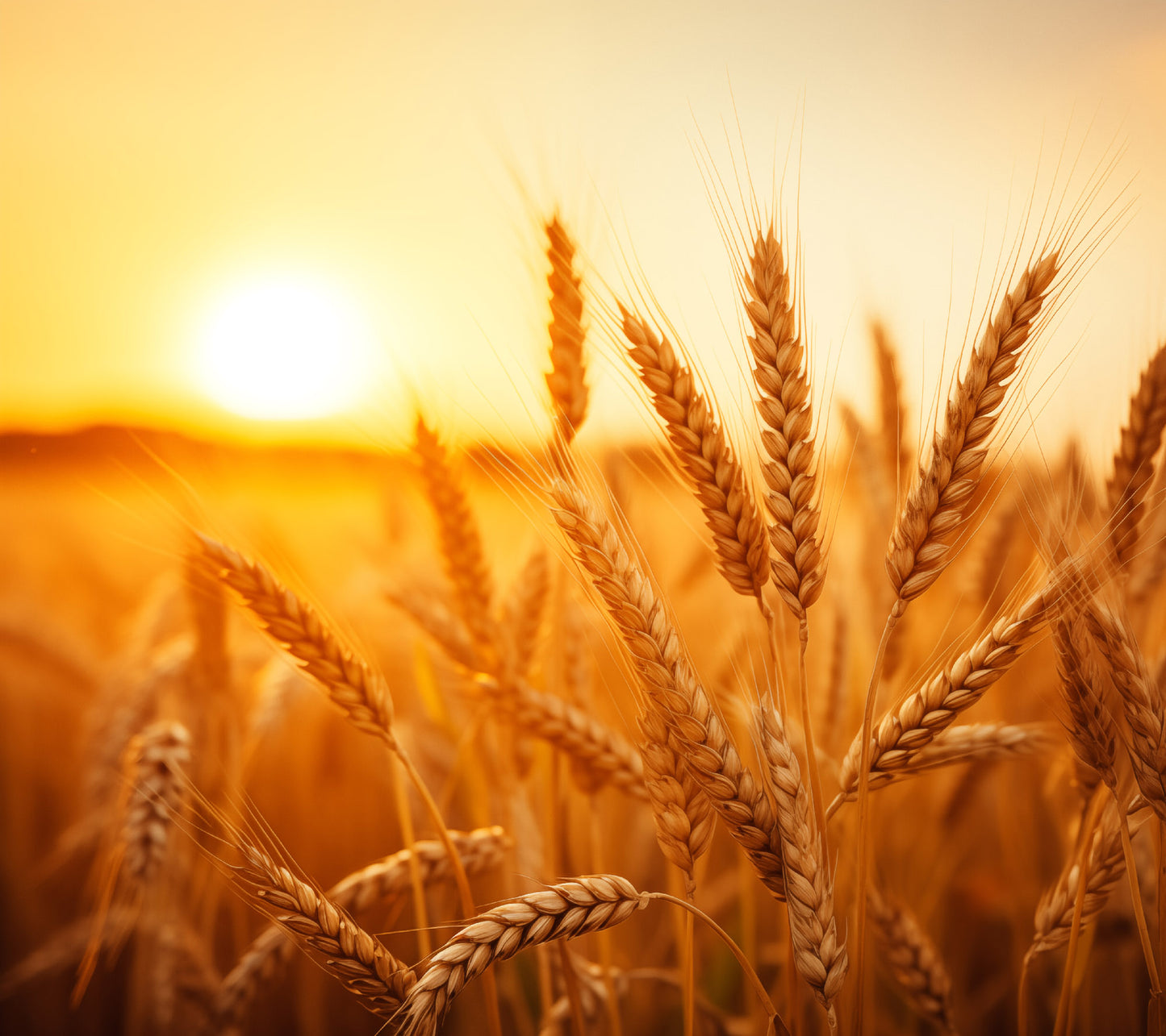 Golden Hour Harvest Minimal Botanical Rustic Subdued Wheat Crops Photorealism