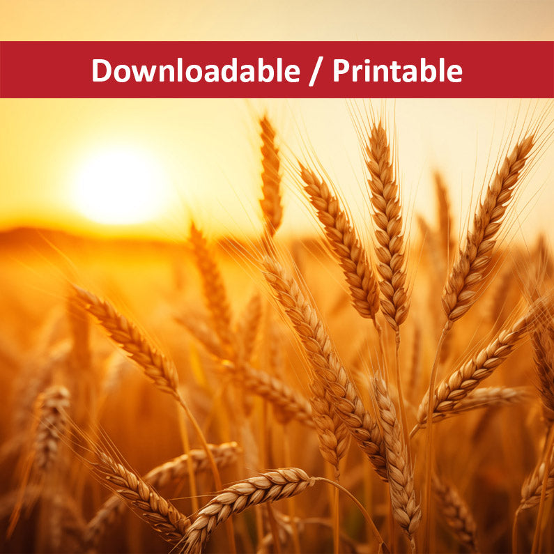 Golden Hour Harvest Minimal Botanical Rustic Subdued Wheat Crops Photorealistic Digital Artwork DIY Downloadable and Printable Wall Art Prints