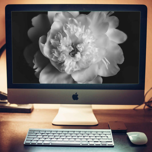 Lingering Fragrance Photorealistic Digital Artwork Peonies Moody Floral Art Wallpaper for Computer Monitors, TVs, and Laptop Screens