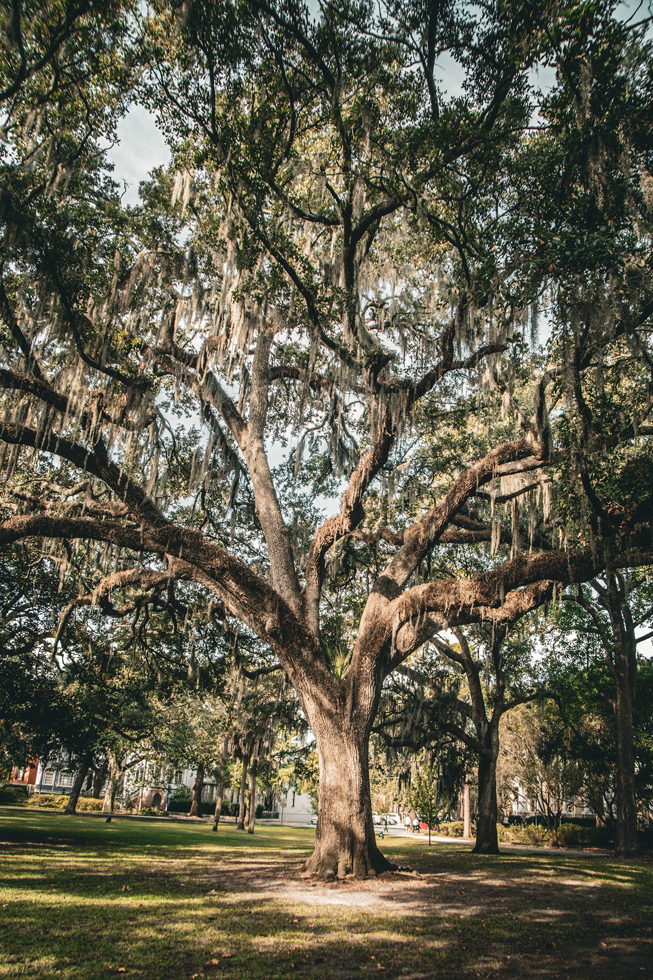 Live Oak and Spanish Moss Forsyth Park Savannah GA Canvas Wall Art Print