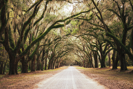 Live Oak and Spanish Moss Roadway Savannah Ga Landscape Photograph DIY Downloadable and Printable Wall Art Prints