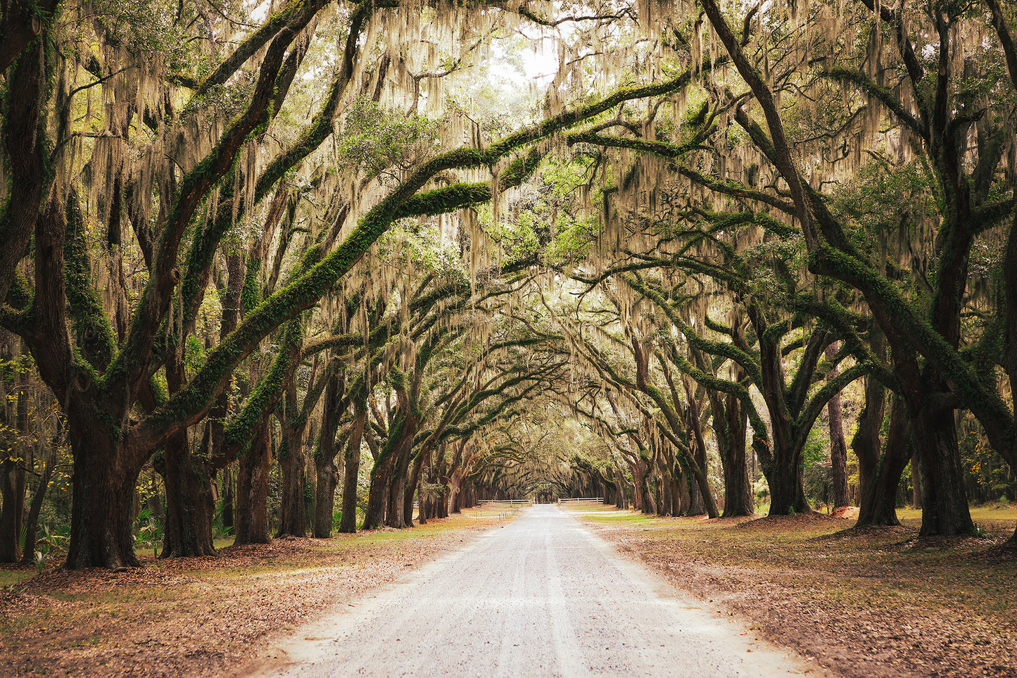 Live Oaks and Spanish Moss Roadway Savannah Ga Canvas Wall Art Print