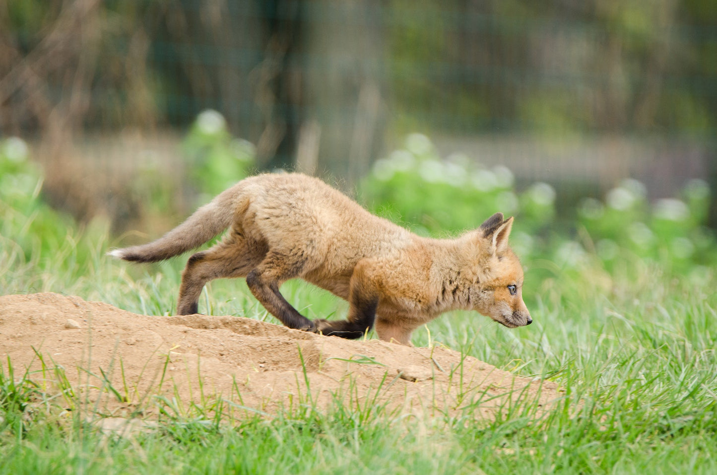 Large Nursery Art: Baby Red Fox Pup On The Move Animal / Wildlife Photograph Fine Art Canvas Wall Art Prints