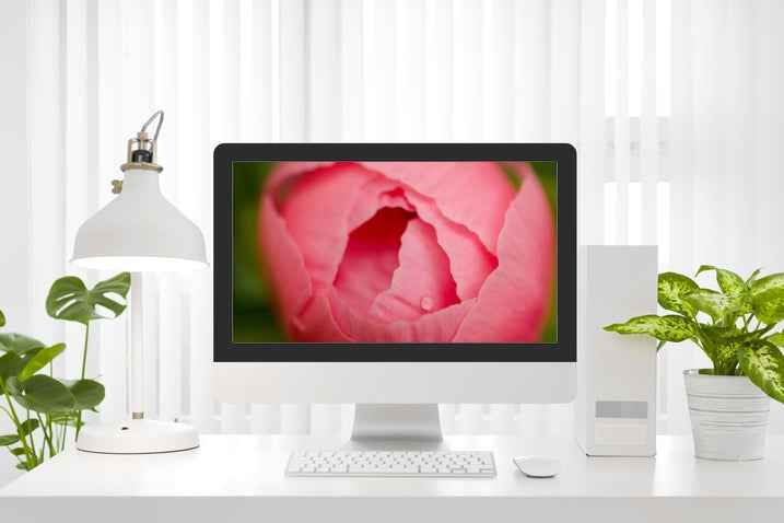 Peony Bud Floral Nature Photograph Wallpaper for Computer Monitors, TVs, and Laptop Screens