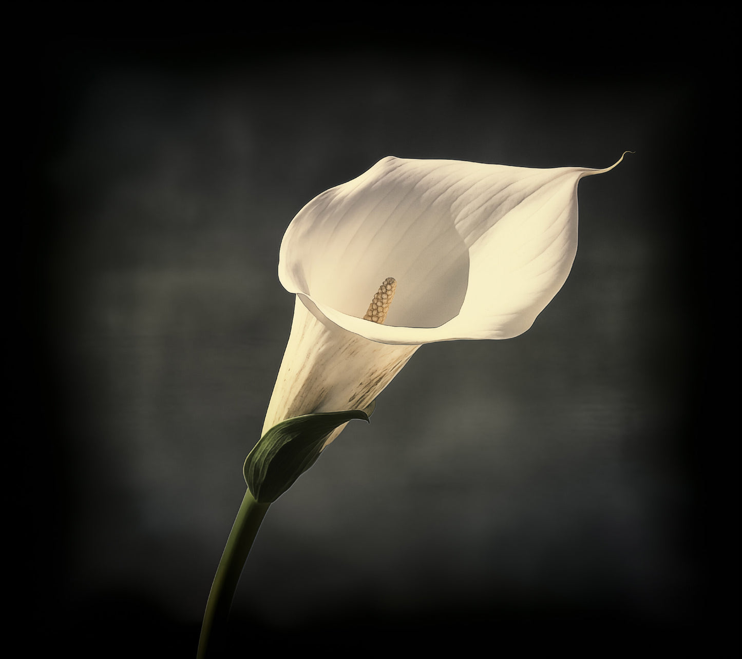 Quiet Beauty Vintage Subdued Photorealism - Digital Artwork Loose Art Print