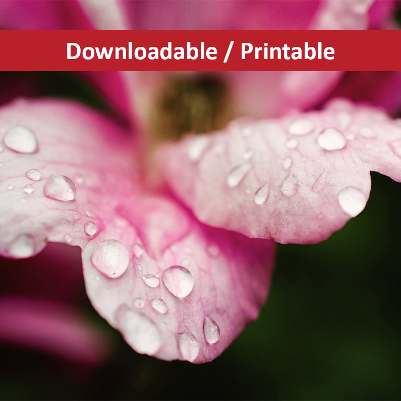 Raindrops on Wild Rose Color Nature Photography DIY Downloadable Printable Art