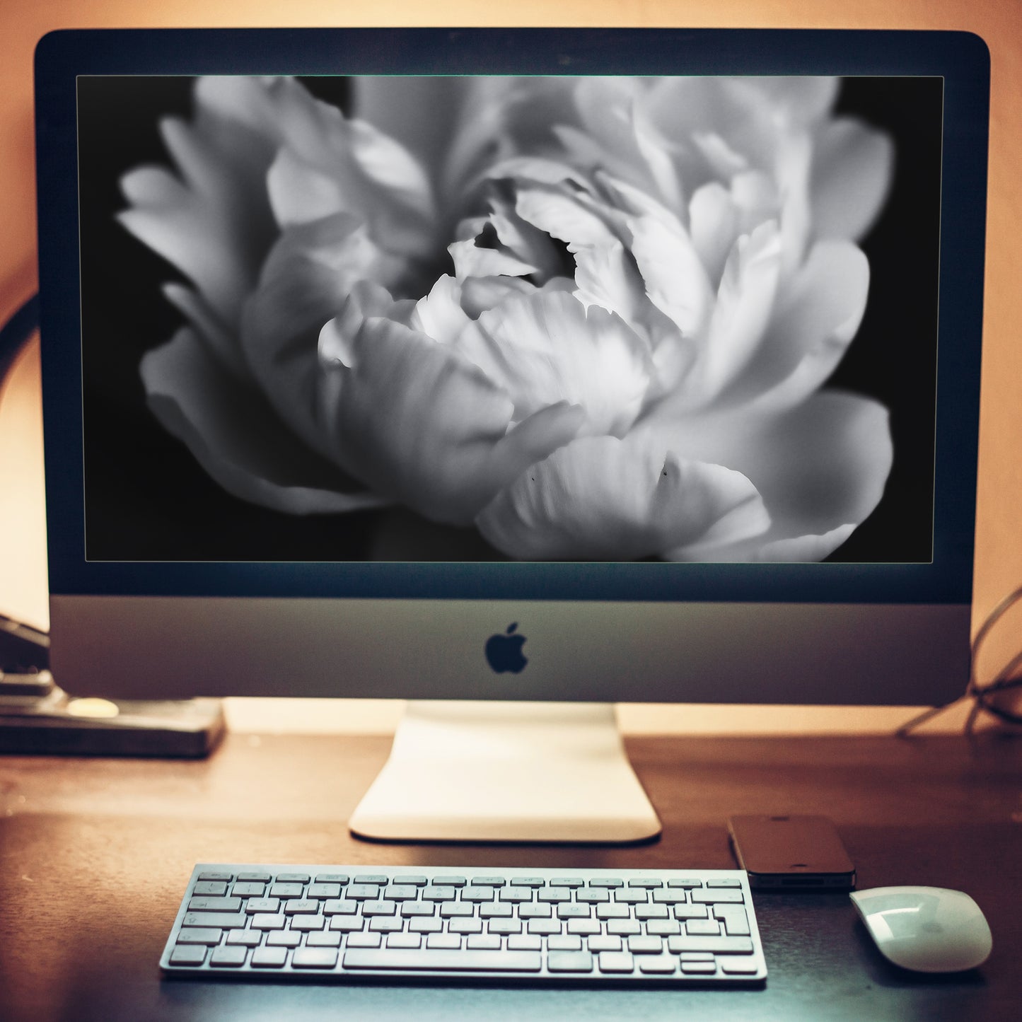 Shadow and Silk Floral Photorealistic Digital Art Peony Artwork Wallpaper for Computer Monitors Smart TVs and Laptop Screens 2