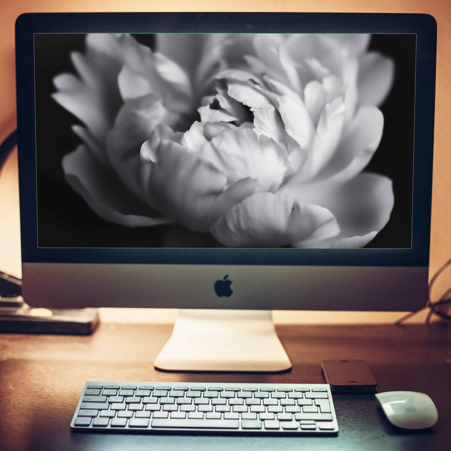 Shadow and Silk Floral Photorealistic Digital Art Peony Artwork Wallpaper for Computer Monitors, TVs, and Laptop Screens