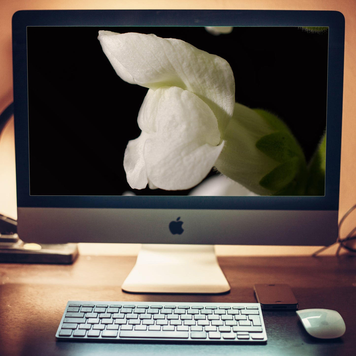 Single Snap Dragon Bloom Against Black Background Nature Photography Wallpaper for Computer 2