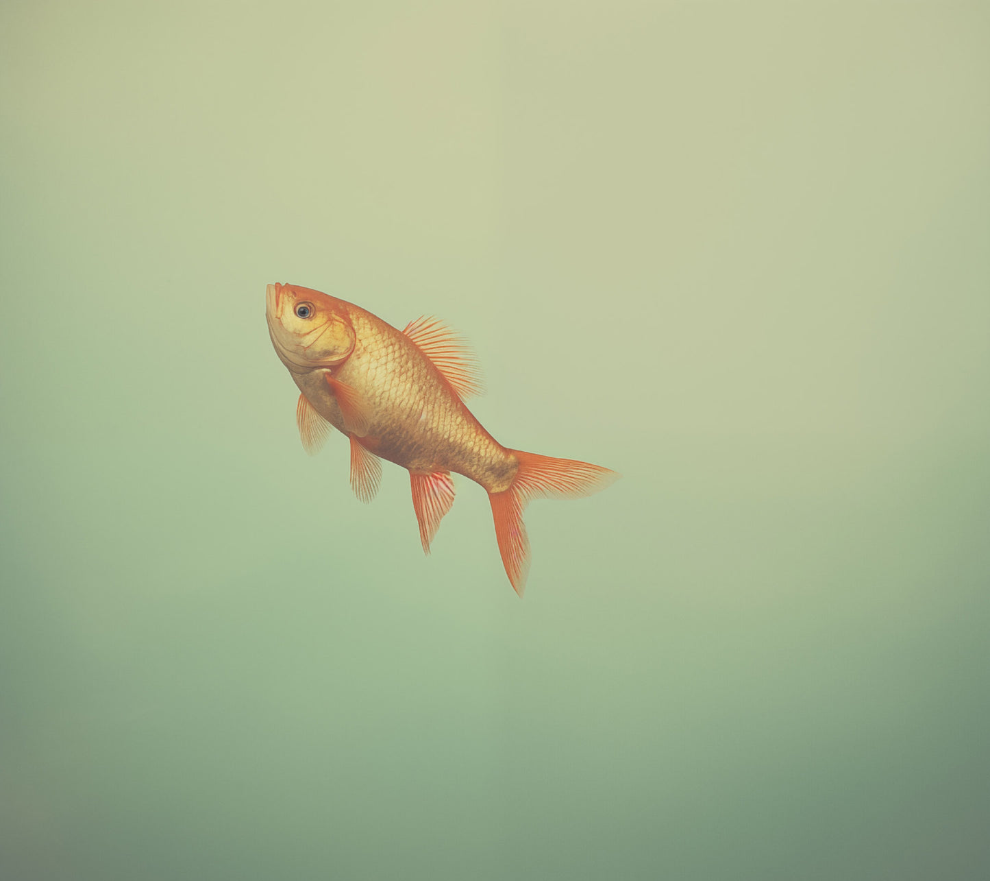 Suspended Serenity Goldfish Minimal Photorealism - Digital Artwork Loose Art Print