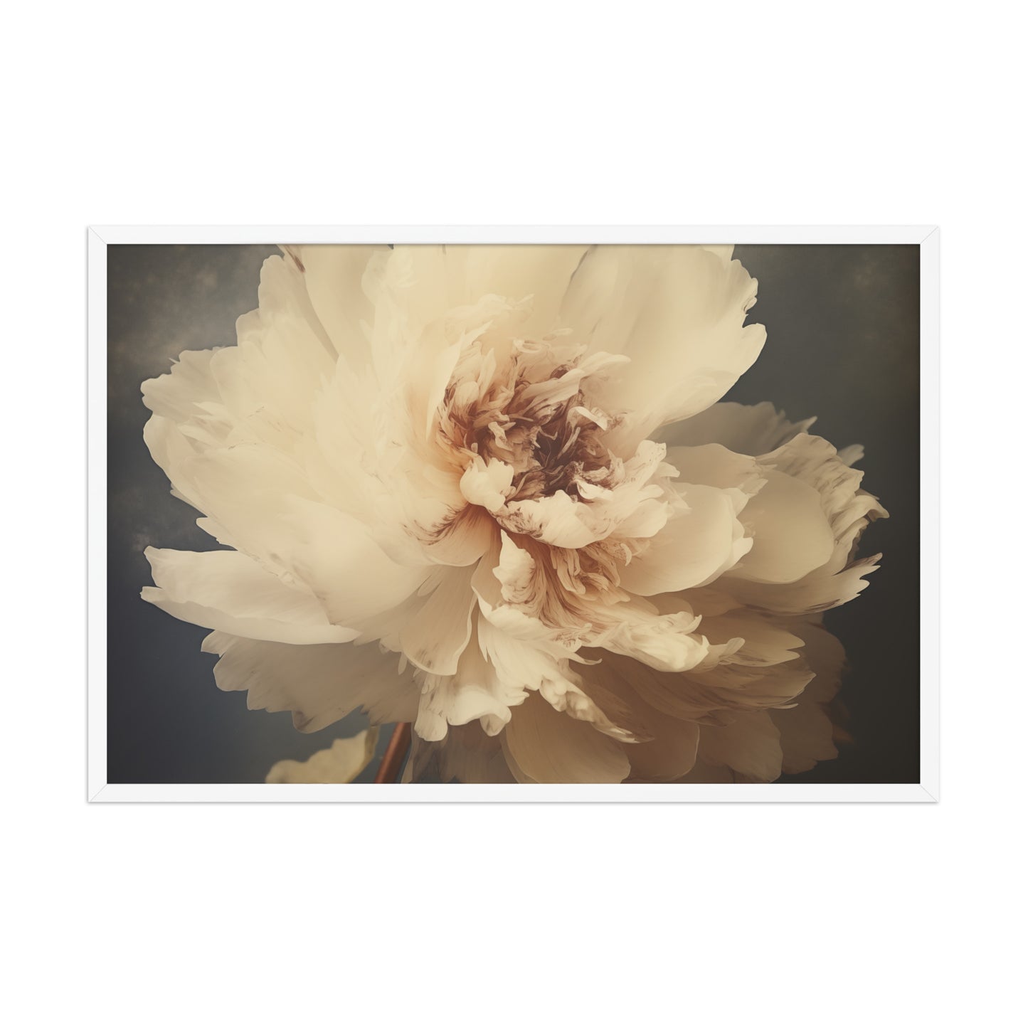The Elegance of Simplicity Peony Retro Subdued Photorealistic Floral Digital Artwork Framed Wall Art - White Wood Frame