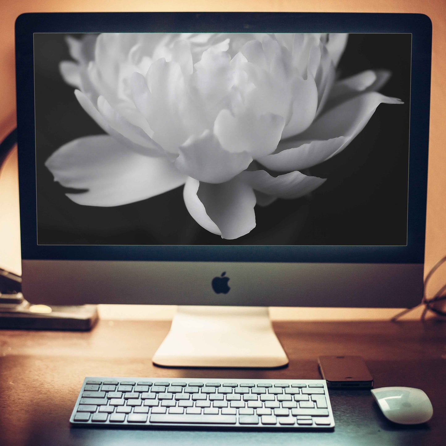 Velvet Shadows Floral Photorealistic Digital Artwork Peony Flower Contemporary Art Black and White Wallpaper for Computer Monitors, TVs, and Laptop Screens