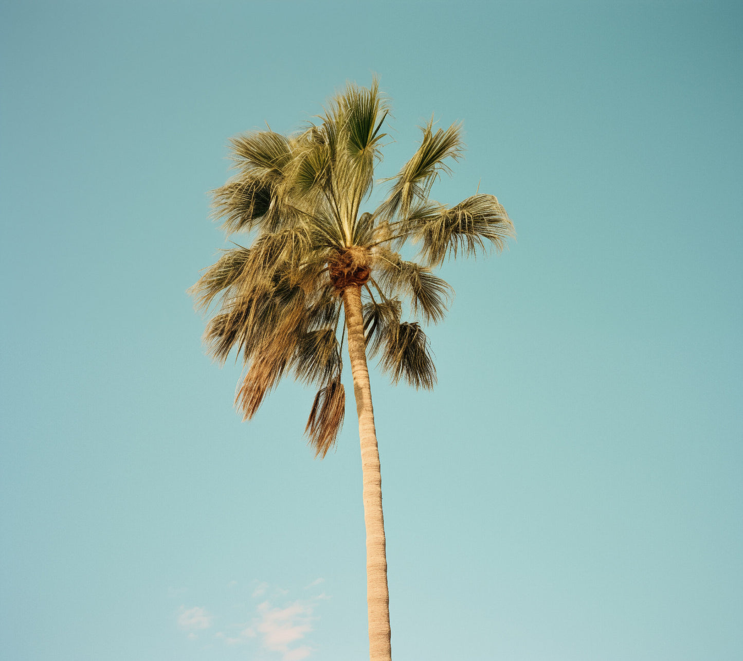 Vintage Palm Tree Retro Realism Painting Digital Artwork Loose Art Print