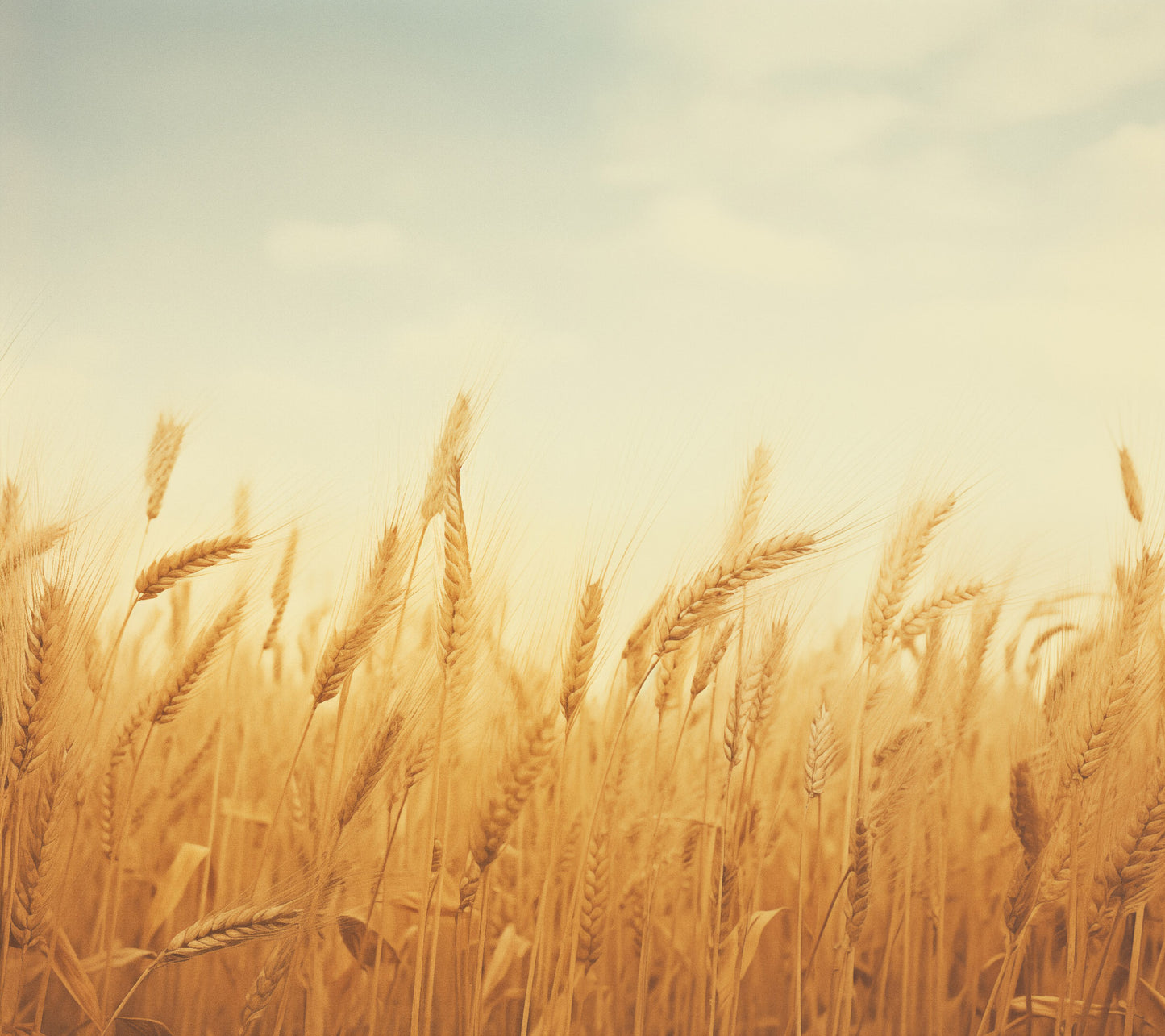 Whispering Wheat Minimal Botanical Rustic Subdued Wheat Crops Photorealism - Digital Artwork Loose Art Print