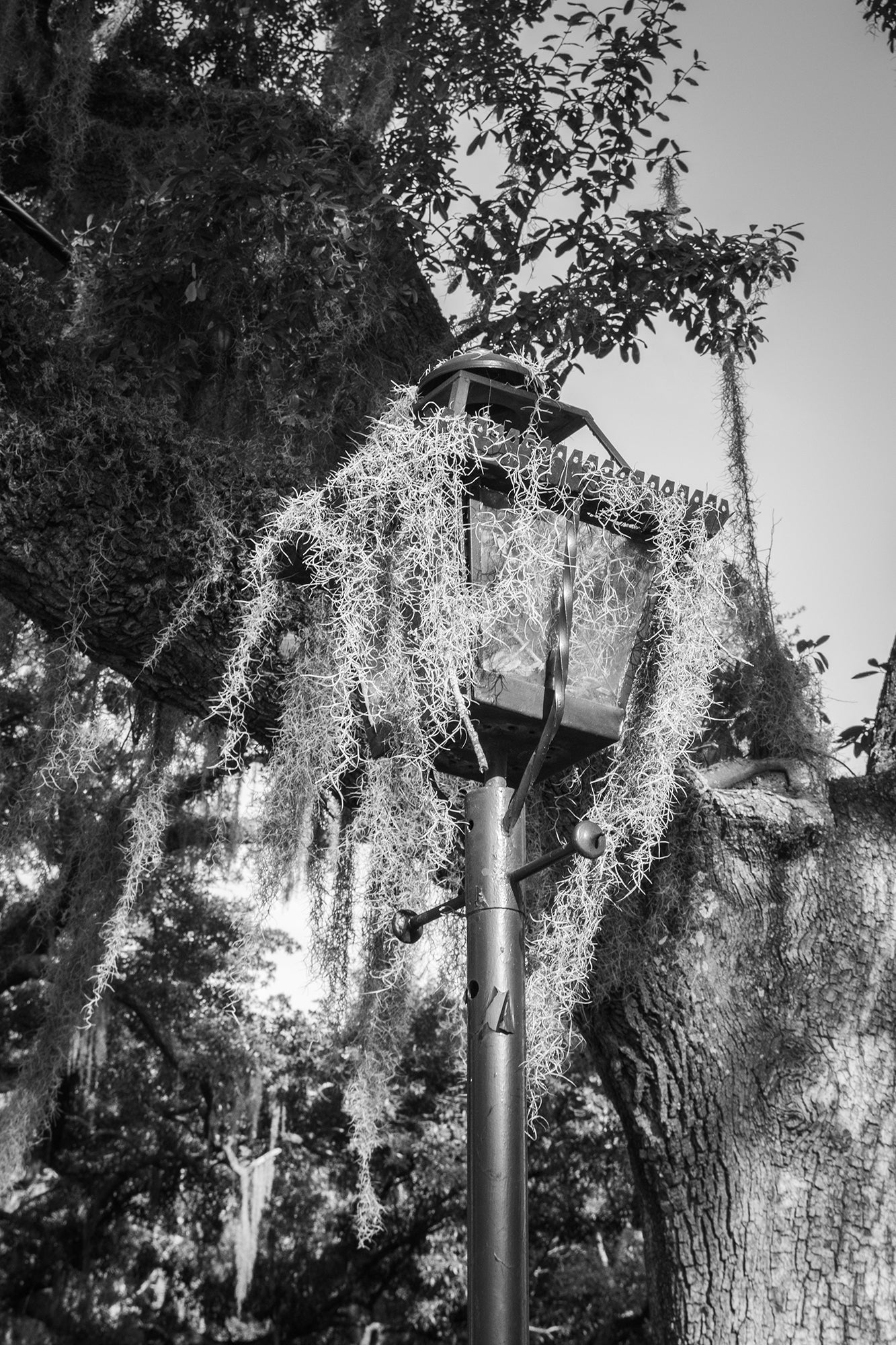 Architectural / Industrial / Cityscape Abstract Decor Wrought Iron Lamp Post and Spanish Moss Savannah Ga Loose Wall Art Print