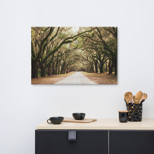 Coastal Farmhouse Art: Live Oak and Spanish Moss Roadway Savannah Ga Canvas Print