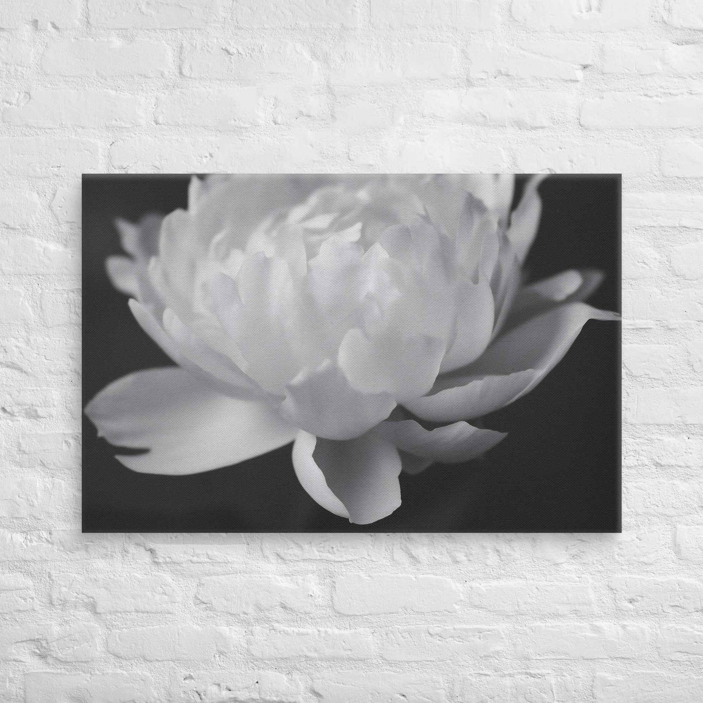 Velvet Shadows Floral Photorealistic Digital Artwork Peony Flower Prints Black and White Canvas